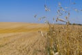 View over a farm field with cereal crop in summer Royalty Free Stock Photo