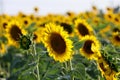 View over a sunflower field during an amazing colourful summer sunset light.