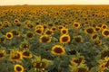 View over a sunflower field during an amazing colourful summer sunset light.