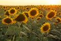 View over a sunflower field during an amazing colourful summer sunset light.