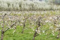 View over a flowering low-stem cherry plantation