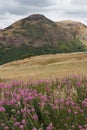 View over flowers at the Arthur's Seat in Edinburgh in Scotland Royalty Free Stock Photo