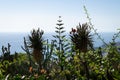 Funchal botanical garden wonderful vegetation, Atlantic Ocean water in background, Madeira island, Portugal. Royalty Free Stock Photo