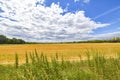 View over golden harvested fields to trees and buildings on the horizon under a blue and cloudy sky Royalty Free Stock Photo