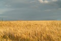 View over a grain field with ripe grain plants in rural area in late summer just before the harvest Royalty Free Stock Photo