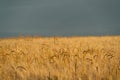 View over a grain field with ripe grain plants in rural area in late summer just before the harvest Royalty Free Stock Photo