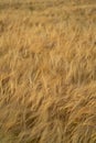 View over a grain field with ripe grain plants in rural area in late summer just before the harvest Royalty Free Stock Photo