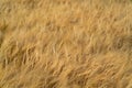 View over a grain field with ripe grain plants in rural area in late summer just before the harvest Royalty Free Stock Photo