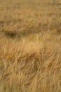 View over a grain field with ripe grain plants in rural area in late summer just before the harvest Royalty Free Stock Photo