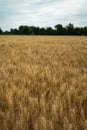 View over a grain field with ripe grain plants in rural area in late summer just before the harvest Royalty Free Stock Photo