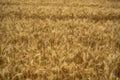 View over a grain field with ripe grain plants in rural area in late summer just before the harvest Royalty Free Stock Photo