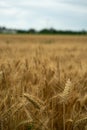 View over a grain field with ripe grain plants in rural area in late summer just before the harvest Royalty Free Stock Photo