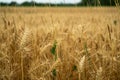 View over a grain field with ripe grain plants in rural area in late summer just before the harvest Royalty Free Stock Photo