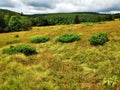 View over grassland to hills with forest near Le Markstein