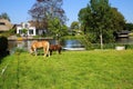 View over green meadow with two horses at dutch water canal with residential house against blue summer sky - Old Ablasserdam,
