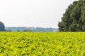 View over a green vegetable field Royalty Free Stock Photo