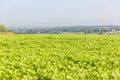 View over a vegetable field Royalty Free Stock Photo