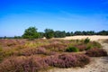 View over heath field with purple blooming heather erica flowers on sand dunes with green conifer forest against blue sky - Loonse Royalty Free Stock Photo