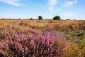 View over heather purple erica flower bush on dry endless heath landscape - Strabrechtse Heide near Eindhoven, Netherlands
