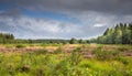 View over the heathland of Boswachterij Grolloo with shrubs and flowering heather, Calluna vulgaris Royalty Free Stock Photo