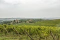 View over the hills with vineyards in beatiful Tuscany in Italy Royalty Free Stock Photo