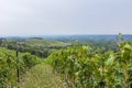 View over the hills with vineyards in beatiful Tuscany in Italy Royalty Free Stock Photo