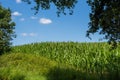 View over a hilly cornfield, blue sky with white clouds