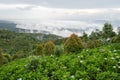 View over Munduk mountains with clouds and flowers in the foreground Royalty Free Stock Photo