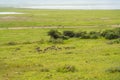 View over Ngorongoro Conservation Area with springboks and the lake Royalty Free Stock Photo