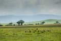 View over Ngorongoro Crater, Tanzania, East Africa (UNESCO World Royalty Free Stock Photo