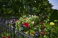 View over an old cast iron fence in the foreground to roses Royalty Free Stock Photo