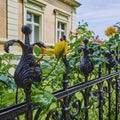 View over an old cast iron fence in the foreground to roses Royalty Free Stock Photo