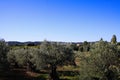 View over olive trees grove in rural french landscape against blue sky - Provence, France Royalty Free Stock Photo