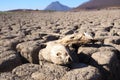 View over parched and empty dam, with dead fish Royalty Free Stock Photo