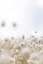 View over rabbit`s foot grass at the beach to sky on a cloudy bright day Royalty Free Stock Photo