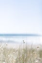 View over rabbit`s foot grass to ocean on a warm summer day Royalty Free Stock Photo