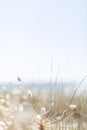 View over rabbit`s foot grass to ocean on a warm summer day Royalty Free Stock Photo