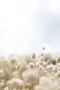 View over rabbit`s foot grass at the beach to sky on a cloudy bright day Royalty Free Stock Photo