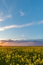 View over rapeseed field with yellow blooms with storm cloud Royalty Free Stock Photo