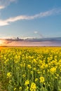 View over rapeseed field with yellow blooms with storm clouds Royalty Free Stock Photo