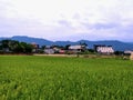 Rice fields at Sankeng Old Streer Royalty Free Stock Photo