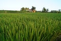 View over rice paddies Royalty Free Stock Photo