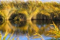 View over river on yellow bright reed grass reflecting in the water - Netherlands