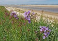 Beautiful purple flowers, sea and lagoon Royalty Free Stock Photo