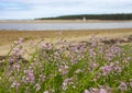 Beautiful pink flowers, sea and lagoon Royalty Free Stock Photo