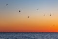 Seagulls in flight over the ocean at sunset, at Brighton in Sussex Royalty Free Stock Photo