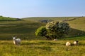 A view over the South Downs in Sussex, with grazing sheep on a hillside Royalty Free Stock Photo