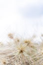 View over spinifex grass on a bright cloudy day at the beach