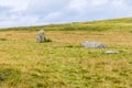 A view over the standing stones at Waun Mawn source of the stones for Stonehenge in the Preseli hills in Pembrokeshire, Wales