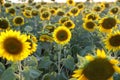 View over a sunflower field during an amazing colourful summer sunset light.